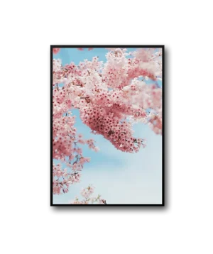 Peach Frame